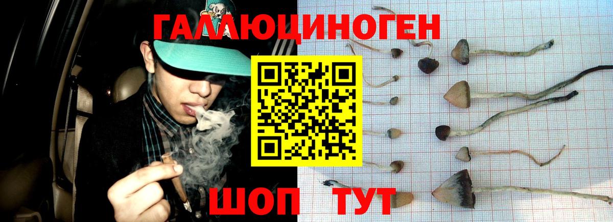 Псилоцибиновые грибы GOLDEN TEACHER  Котельники  Галлюциногенные грибы Psilocybine cubensis 